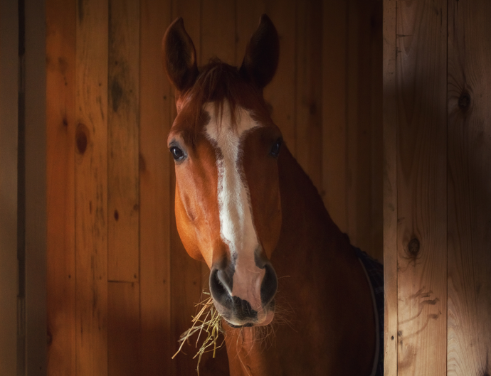 Research proves PROTEK GI’s effectiveness for ulcer-prone horses