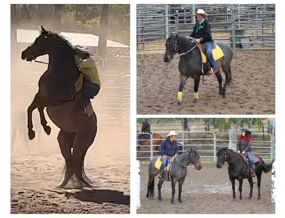 Tooey’s Transformation with PROTEK GI – Kelato Animal Health USA Inc