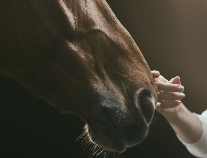 How to help your horse recover from stomach ulcers