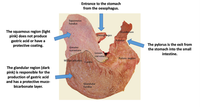 Equine vets recommend PROTEK GI and here’s why!